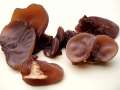 Auricularia auricula judae - Judasohr - Weferlingen