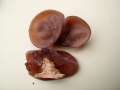 Auricularia auricula judae - Judasohr - Weferlingen