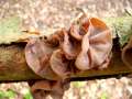 Auricularia auricula judae - Judasohr - Weferlingen