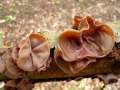 Auricularia auricula judae - Judasohr - Weferlingen