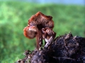 Auriscalpium vulgare - Ohrlffel Stacheling - Weferlingen