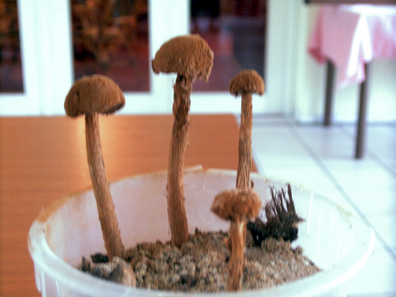 Pilze-Battarraea, phalloides, Stelzenstubling, Teutschenthal (Westlich von  Halle/Saale), Liguster, Boden -Gras