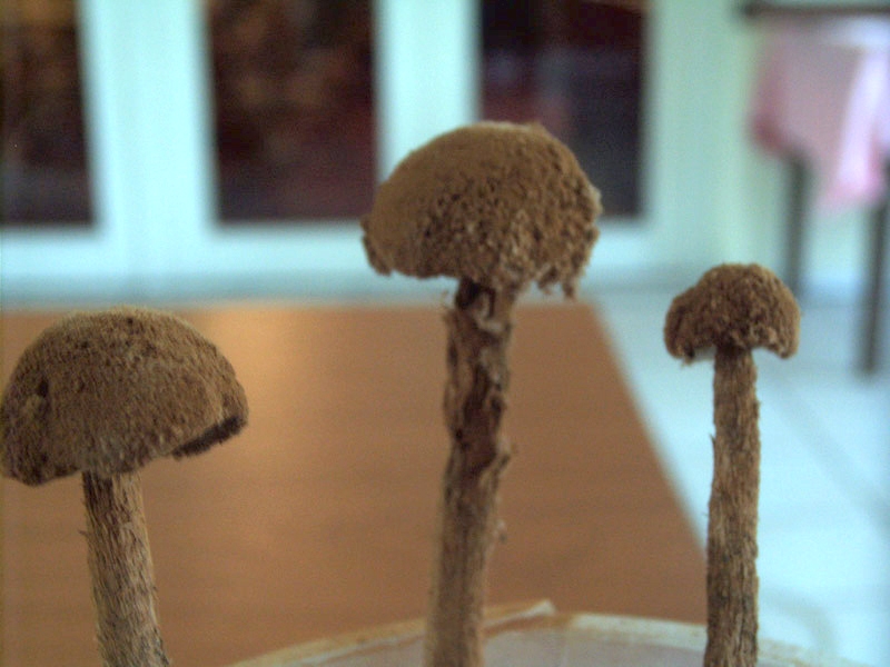 Pilze-Battarraea, phalloides, Stelzenstubling, Teutschenthal (Westlich von  Halle/Saale), Liguster, Boden -Gras