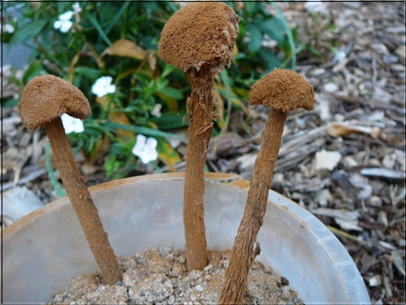Pilze-Battarraea, phalloides, Stelzenstubling, Teutschenthal (Westlich von  Halle/Saale), Liguster, Boden -Gras