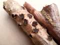Biscogniauxia&nbsp;marginata&nbsp;-&nbsp;Gerandete Kohlenbeere&nbsp;-&nbsp;Weferlingen