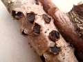 Biscogniauxia&nbsp;marginata&nbsp;-&nbsp;Gerandete Kohlenbeere&nbsp;-&nbsp;Weferlingen
