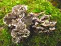 Bjerkandera adusta - Angebrannter Rauchporling - Hdingen