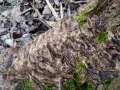 Bjerkandera adusta - Angebrannter Rauchporling - Hdingen