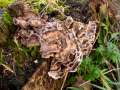 Bjerkandera adusta - Angebrannter Rauchporling - Hdingen