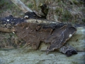 Angebrannter Rauchporling