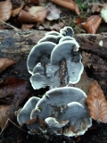 Bjerkandera&nbsp;adusta&nbsp;-&nbsp;Angebrannter Rauchporling&nbsp;-&nbsp;Weferlingen
