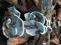 Bjerkandera&nbsp;adusta&nbsp;-&nbsp;Angebrannter Rauchporling&nbsp;-&nbsp;Weferlingen