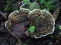 Angebrannter Rauchporling