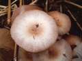 Fleischrosafarbener Mistpilz