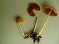 Gold-Mistpilz