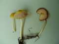 Bolbitius titubans - Gold-Mistpilz - Hdingen