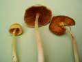 Bolbitius titubans - Gold-Mistpilz - Hdingen