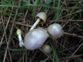 Bolbitius titubans - Gold Mistpilz - Seggerde