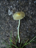 Bolbitius titubans - Gold Mistpilz - Weferlingen