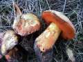 Suillellus luridus - Netzstieliger Hexen-Rhrling - Grasleben