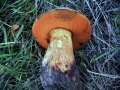 Suillellus luridus - Netzstieliger Hexen-Rhrling - Grasleben