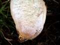 Hemileccinum&nbsp;depilatum&nbsp;-&nbsp;Gefleckth�tiger R�hrling&nbsp;-&nbsp;H�dingen