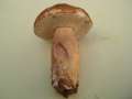 Boletus reticulatus - Sommersteinpilz - Hdingen