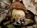 Boletus reticulatus - Sommersteinpilz - Hdingen