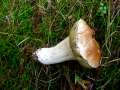 Steinpilz
