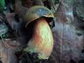 Neoboletus erythropus - Flockenstieliger Hexen Rhrling - Sexau