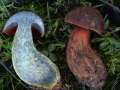 Neoboletus erythropus - Flockenstieliger Hexen Rhrling - Sexau