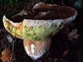 Boletus edulis - Fichten Steinpilz - Weferlingen-Walbeck