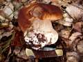 Boletus edulis - Steinpilz - Weferlingen-Walbeck