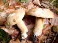 Boletus reticulatus - Sommersteinpilz - Weferlingen-Walbeck