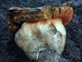 Suillellus luridus - Netzstieliger Hexenrhrling - Weferlingen