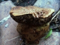 Suillellus luridus - Netzstieliger Hexenrhrling - Weferlingen