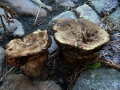 Suillellus luridus - Netzstieliger Hexenrhrling - Weferlingen