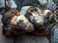 Suillellus luridus - Netzstieliger Hexenrhrling - Weferlingen