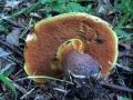 Boletus mendax - Trgerischer Hexenrhrling - Weferlingen