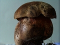 Suillellus luridus - Netzstieliger Hexenrhrling - Weferlingen