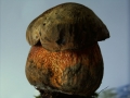 Suillellus luridus - Netzstieliger Hexenrhrling - Weferlingen
