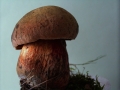 Suillellus luridus - Netzstieliger Hexenrhrling - Weferlingen