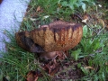 Suillellus luridus - Netzstieliger Hexenrhrling - Weferlingen