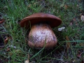 Suillellus luridus - Netzstieliger Hexenrhrling - Weferlingen
