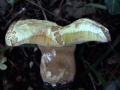 Boletus reticulatus - Sommersteinpilz - Weferlingen