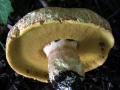 Boletus reticulatus - Sommersteinpilz - Weferlingen