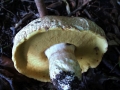 Boletus reticulatus - Sommersteinpilz - Weferlingen