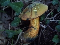 Suillellus luridus - Netzstieliger Hexen-Rhrling - Weferlingen