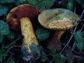 Suillellus luridus - Netzstieliger Hexen-Rhrling - Weferlingen