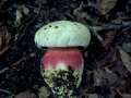Rubroboletus&nbsp;satanas&nbsp;-&nbsp;Satansr�hrling&nbsp;-&nbsp;Weferlingen